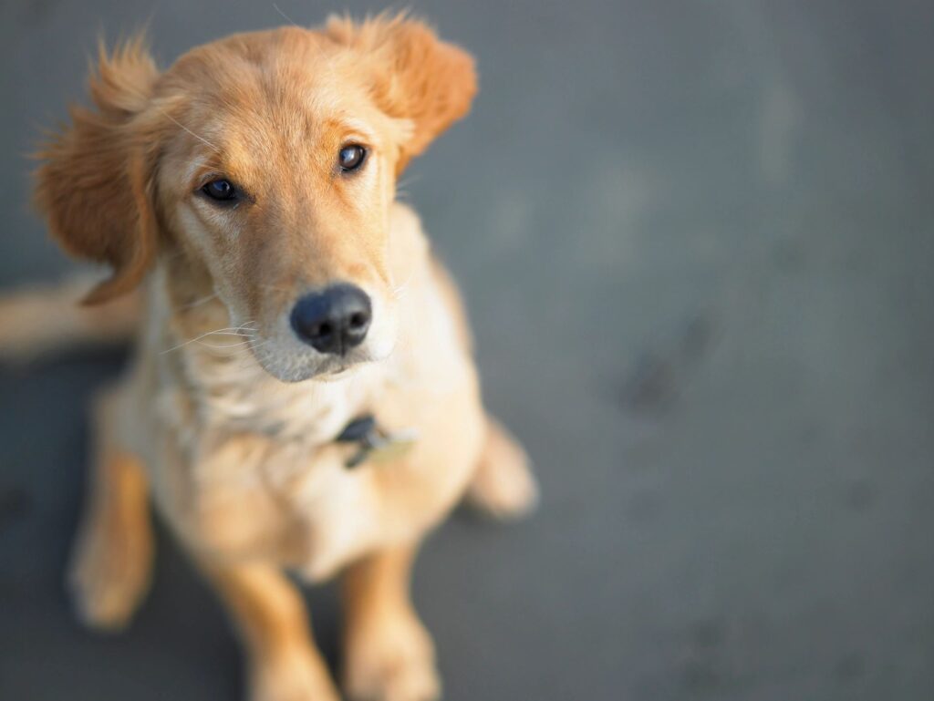 Small dog